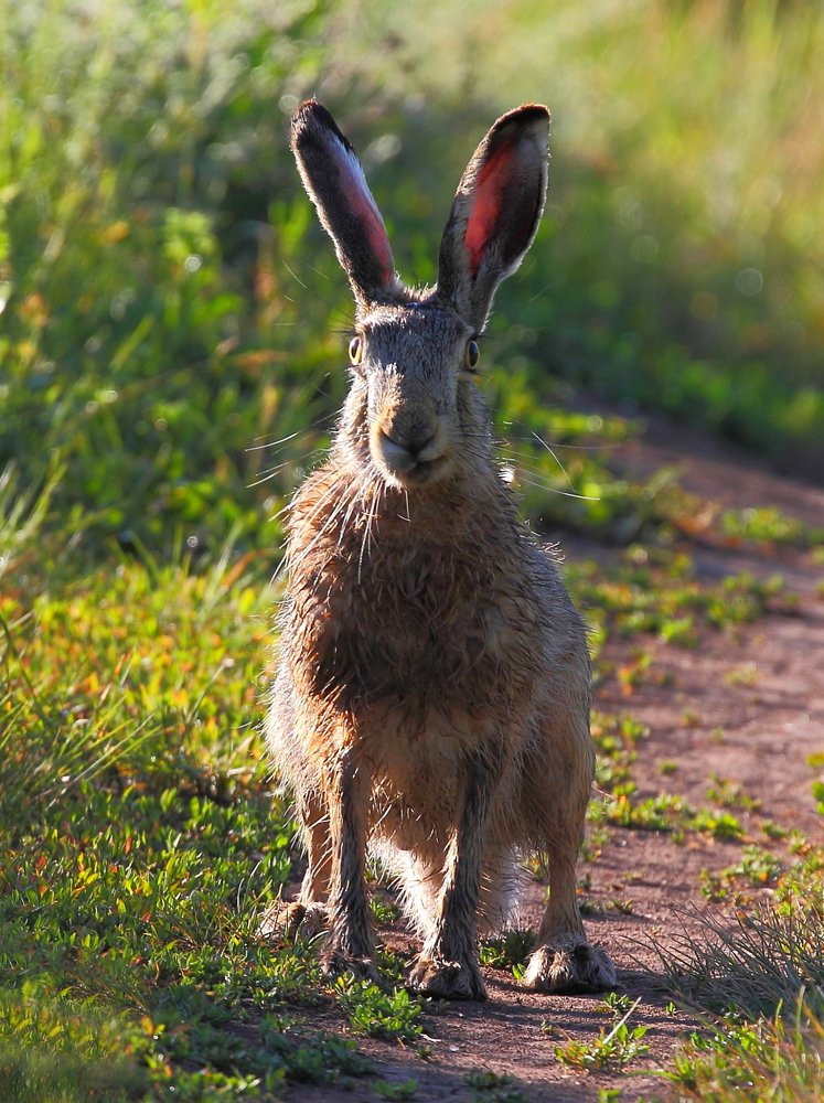 ухмыляющийся заяц