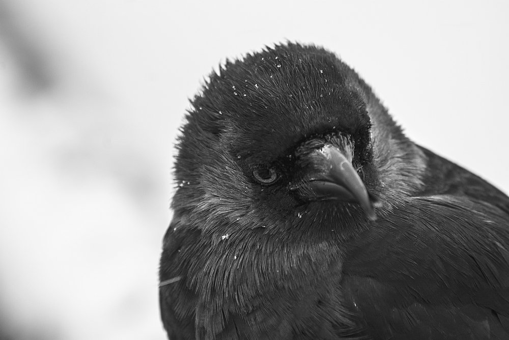 Фотография автора Валентин Амфитеатров