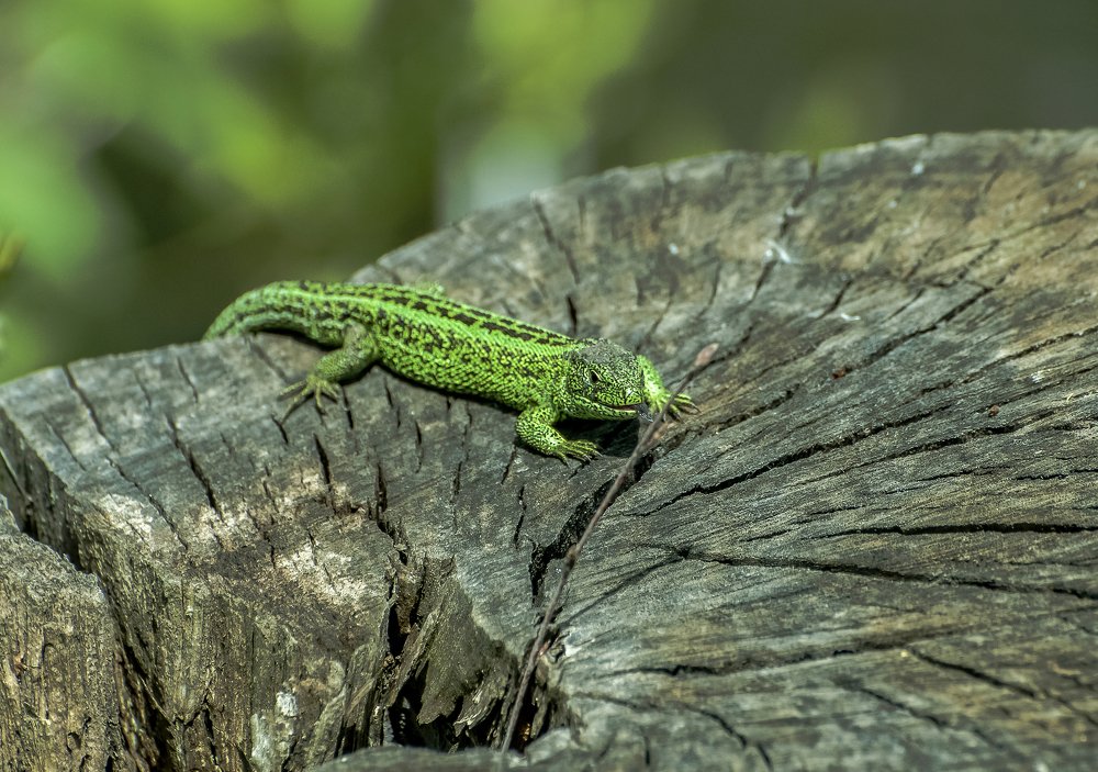 Фотография автора Валентин Амфитеатров