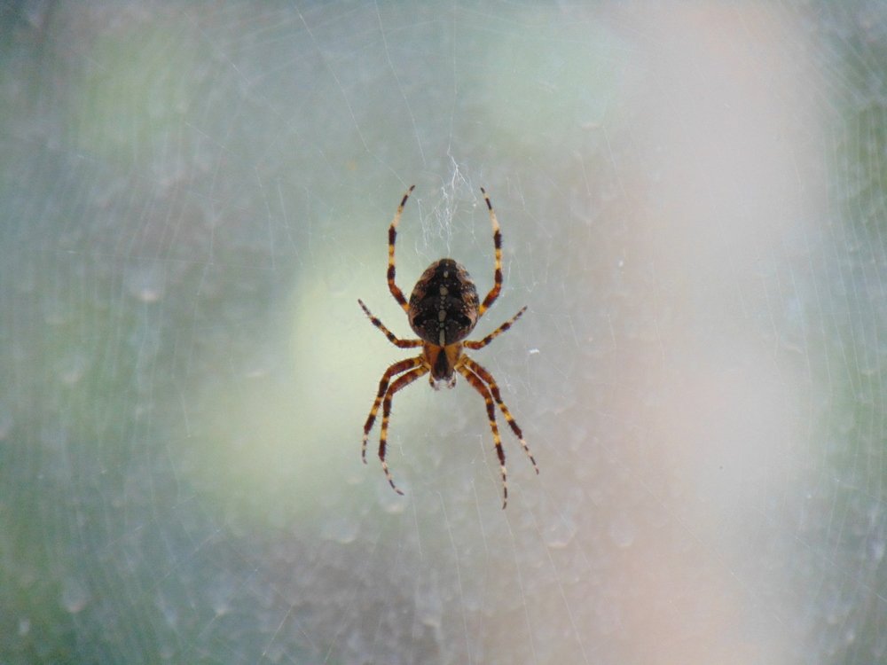 Photograph by Ольга Шевцова