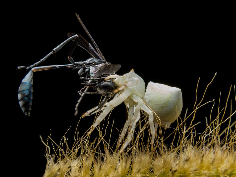 White crab spider eating black wasp