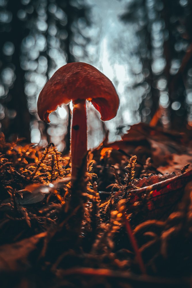 Осенний гриб