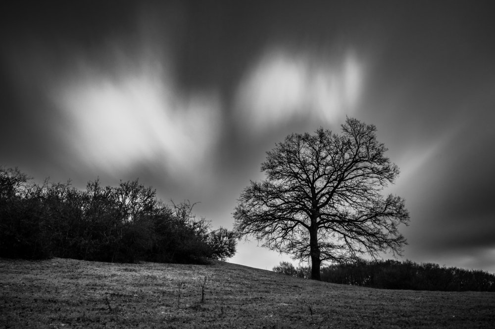 Single tree long exposure