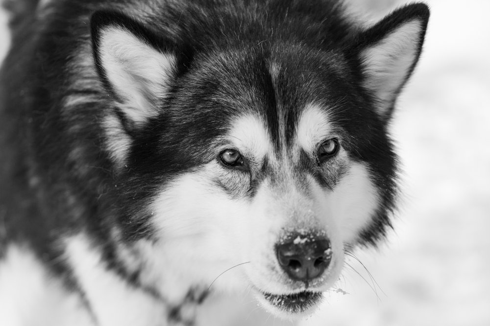 Photograph by Simona Grigorescu