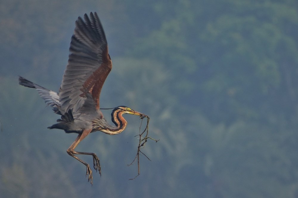 Photograph by Priyanka Bhattacharyya