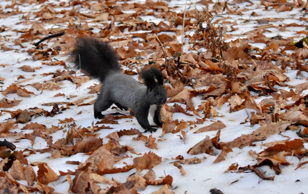 Черный хвостик .