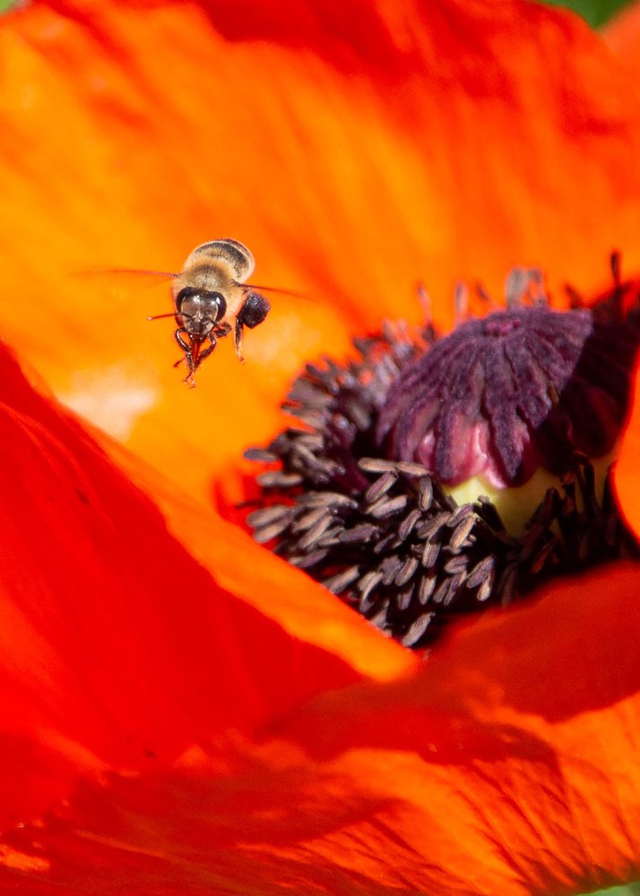 Photograph by Elena Lagutina