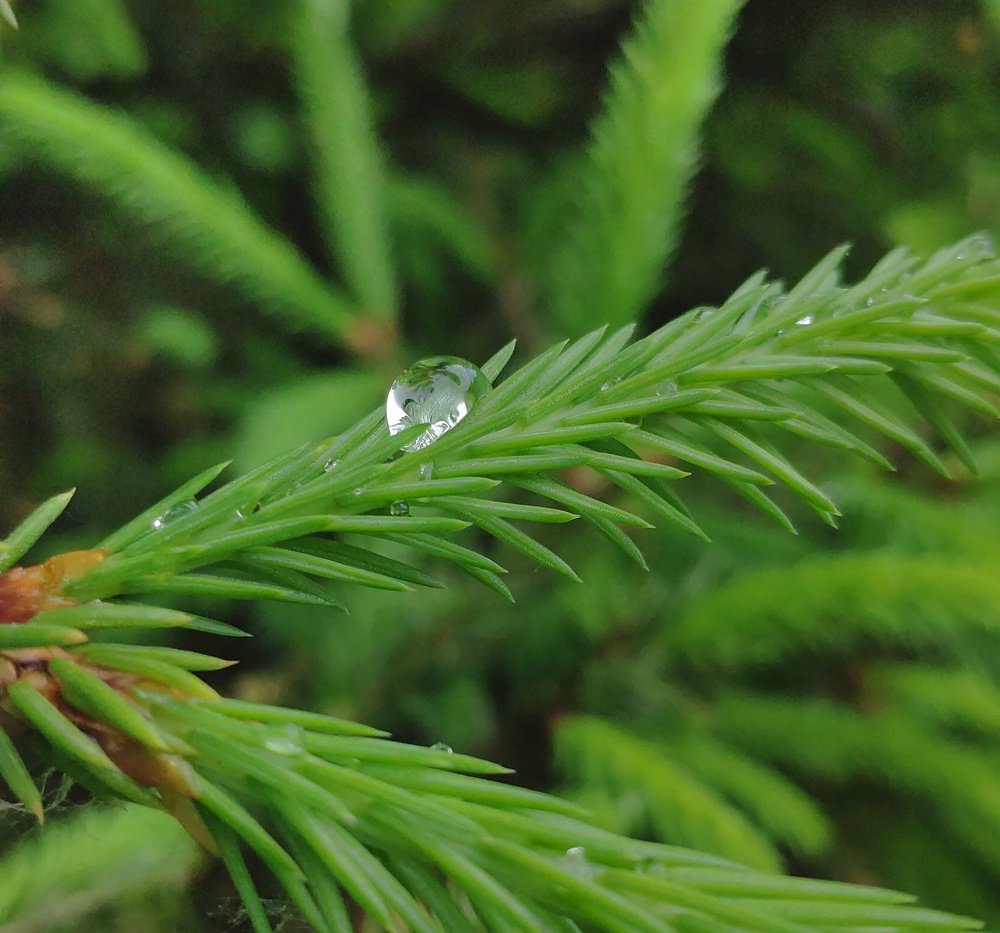 Пронзённая насквозь.