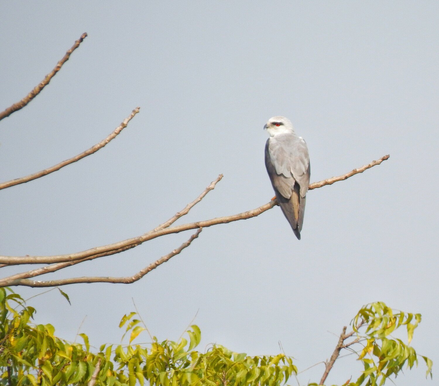 Photo #4352095