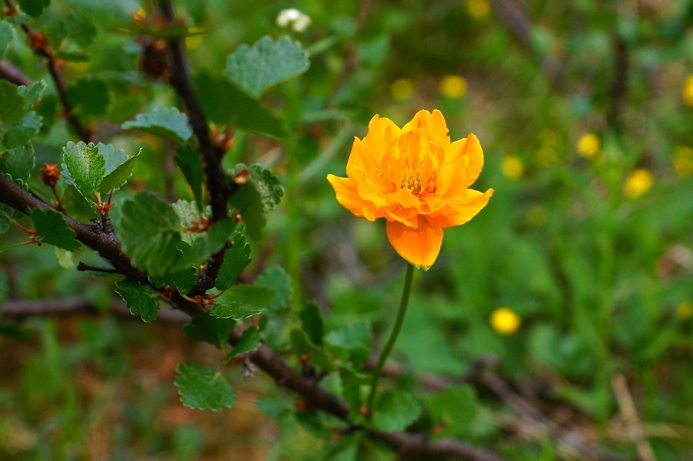 Флора плато Путорана