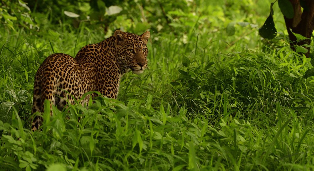 Photograph by Nalin Pandey