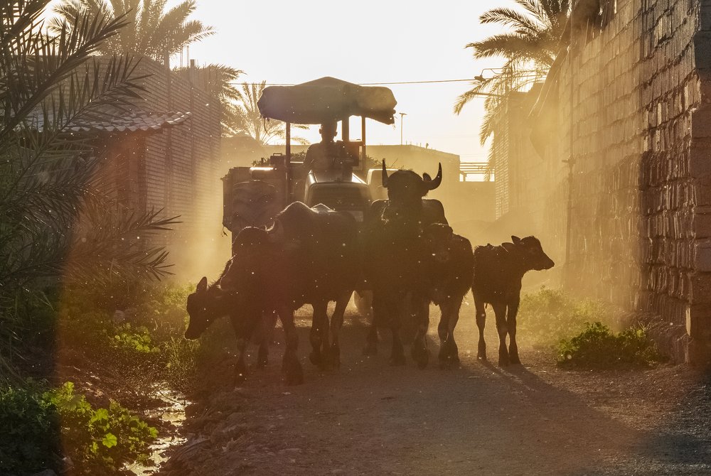 Photograph by Mohammad Shokoohi Rad