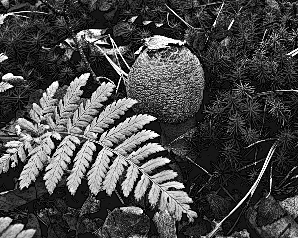 Лесная зарисовка