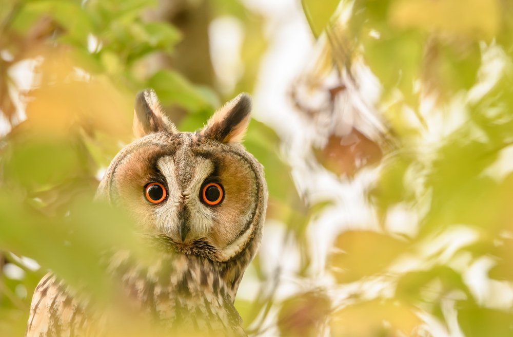 "Призрак" парков