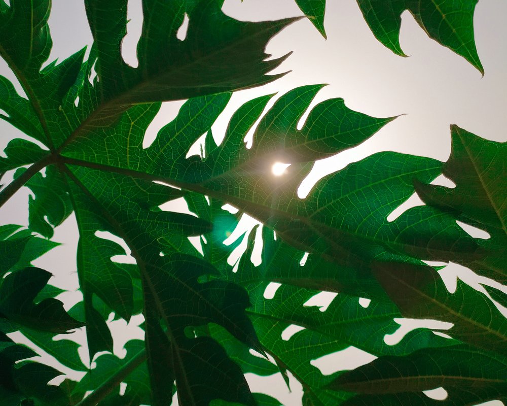 Photograph by Rita Asemota