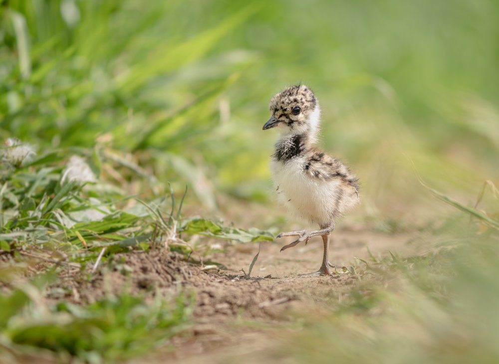 Недавнишнее яйцо