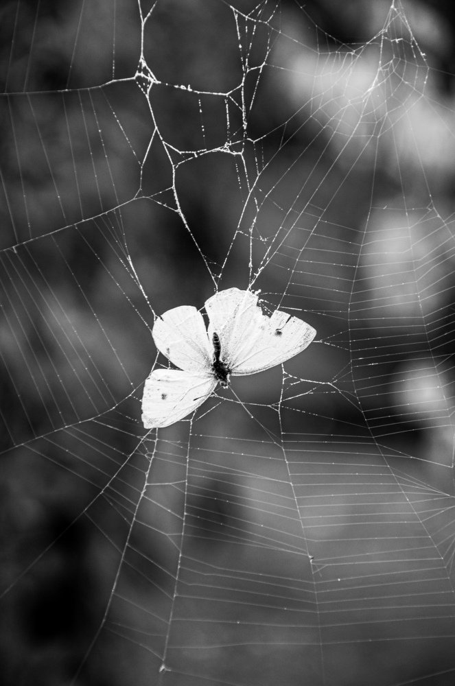 Last moments of short life