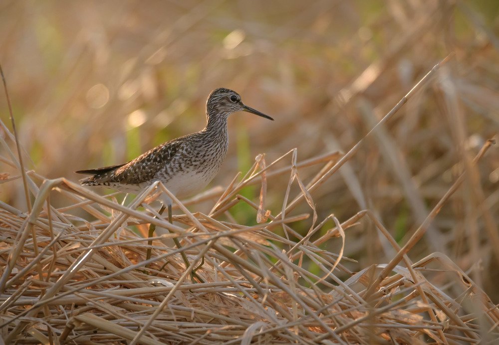 Где-то среди тростника