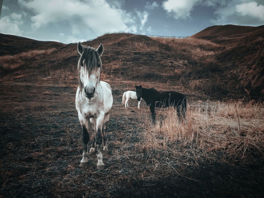 Photograph by Айшат Чупанова
