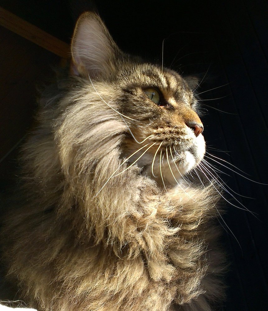 Весенние лучи