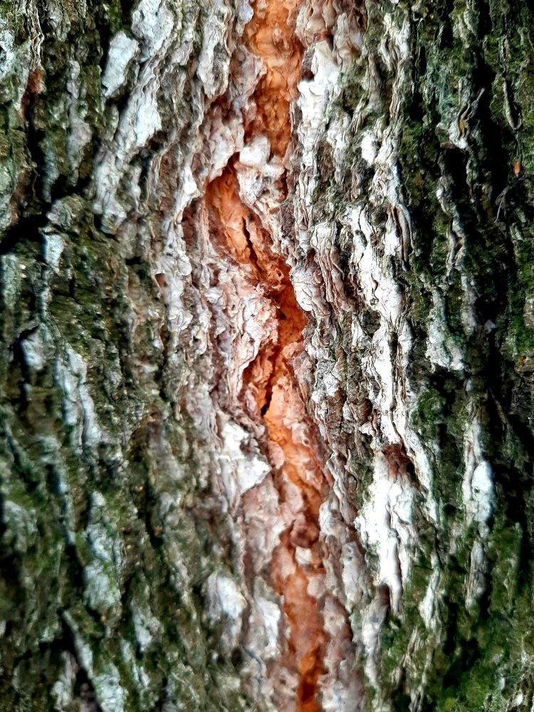 Кора берёзы