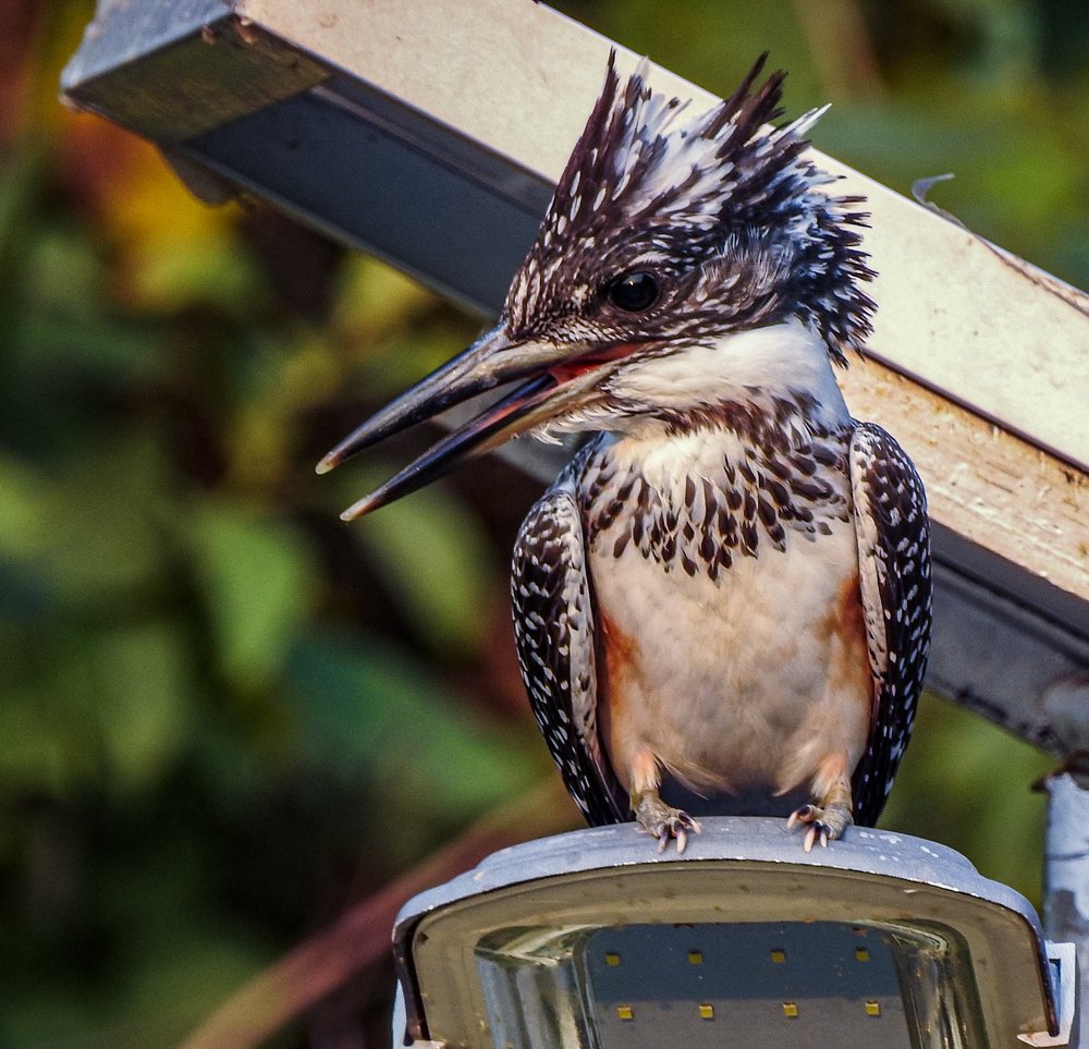 Photograph by Shashank Adlakha