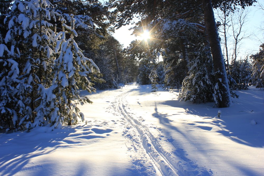 Туда, где есть солнце