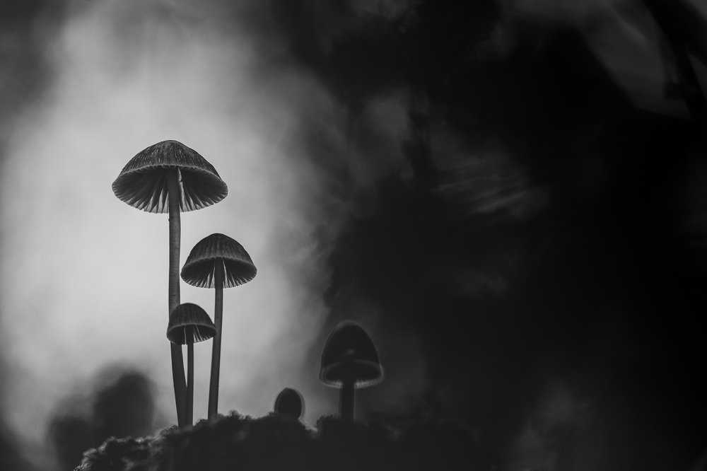 The fascinating world of mushroom´s