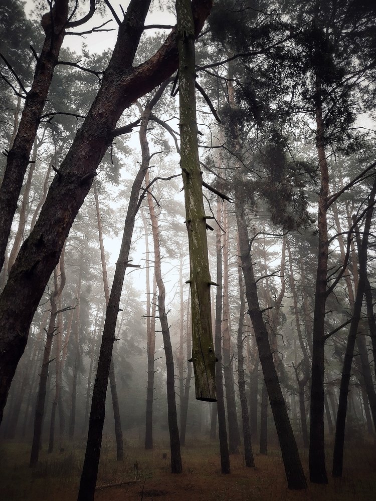 Висящее дерево