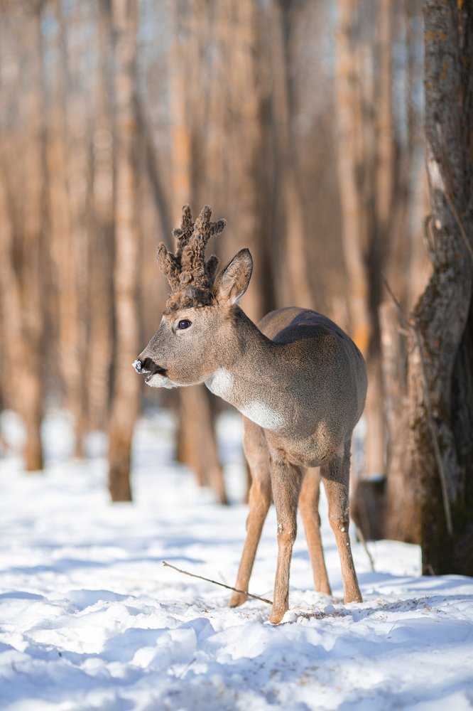 Идеальный камуфляж.