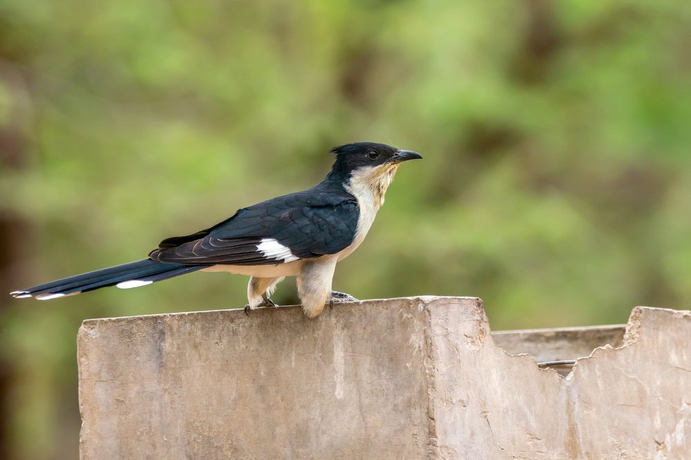 Photograph by Sampa Mukherjee