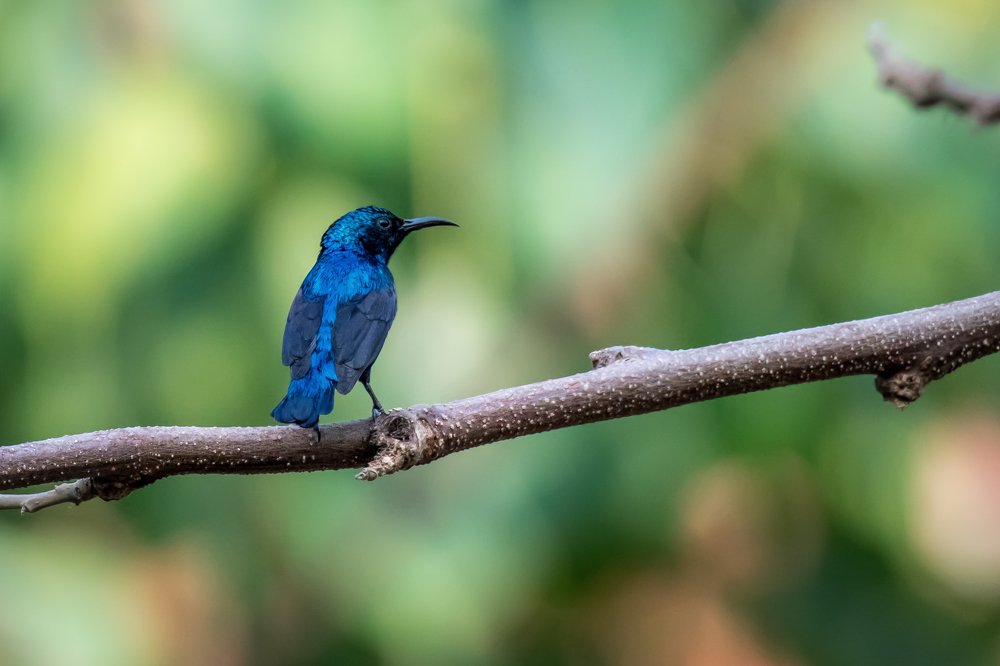 Photograph by Sampa Mukherjee