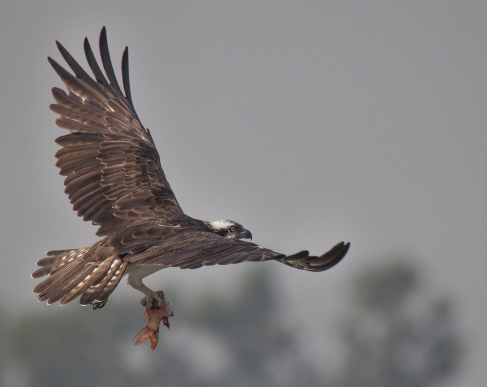 Osprey on flight