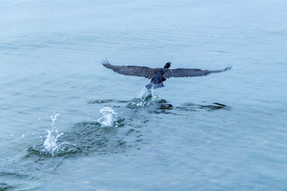 Разбег баклана.