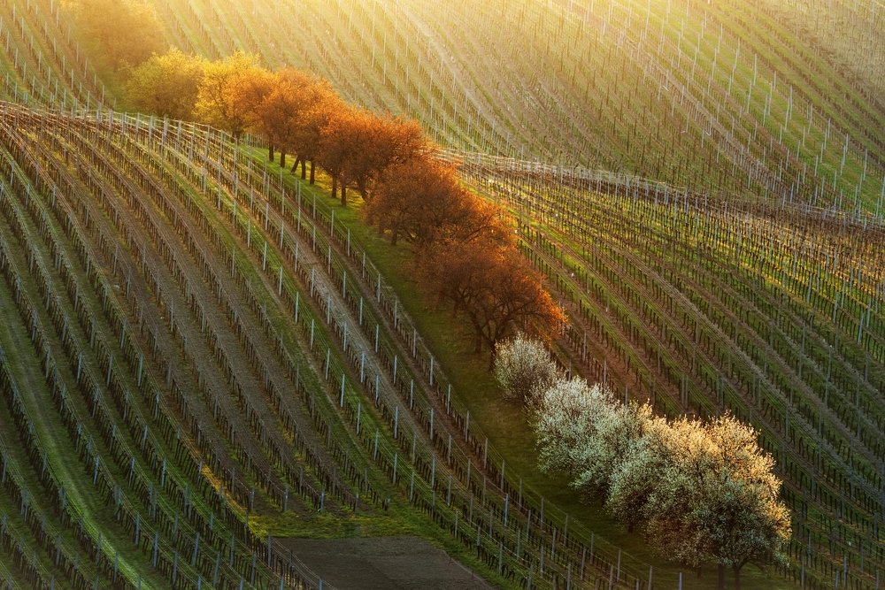 ON THE WAWES OF SOUTH MORAVIA