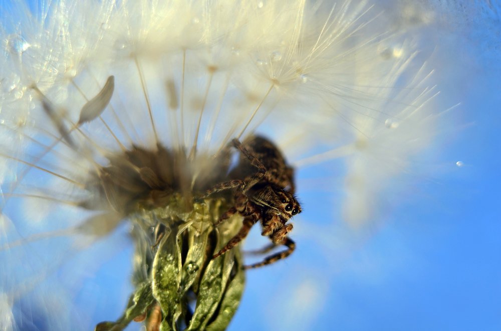 К прыжку готов