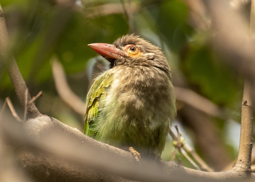 Brown-headed Barbet