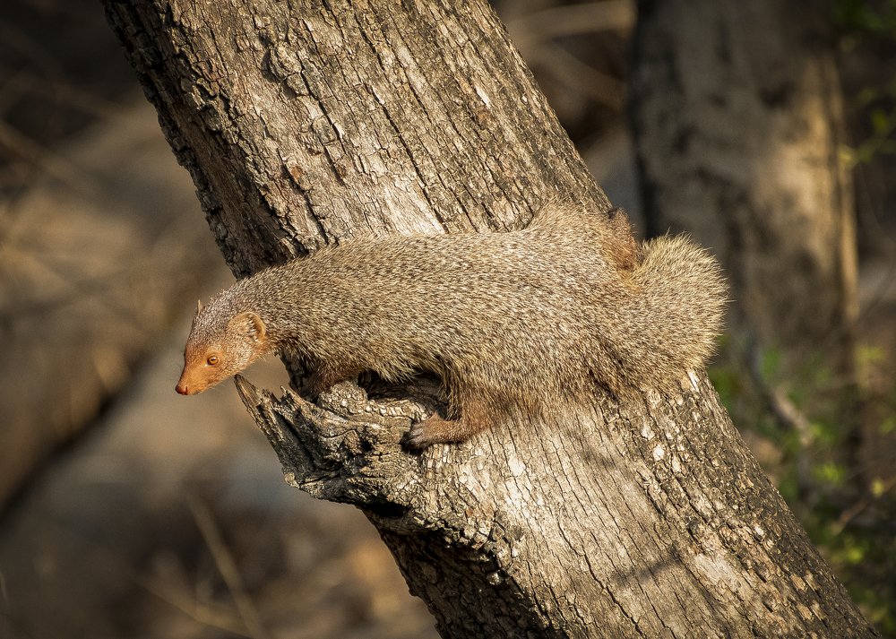 Indian grey mongoose