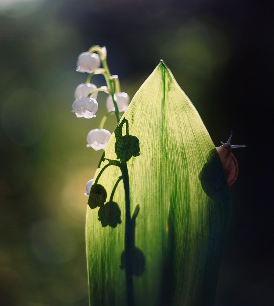 Photograph by Ольга Старикова