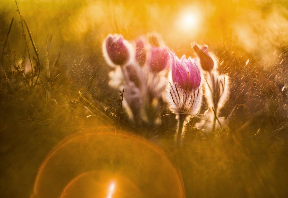 Солнечные зайчики