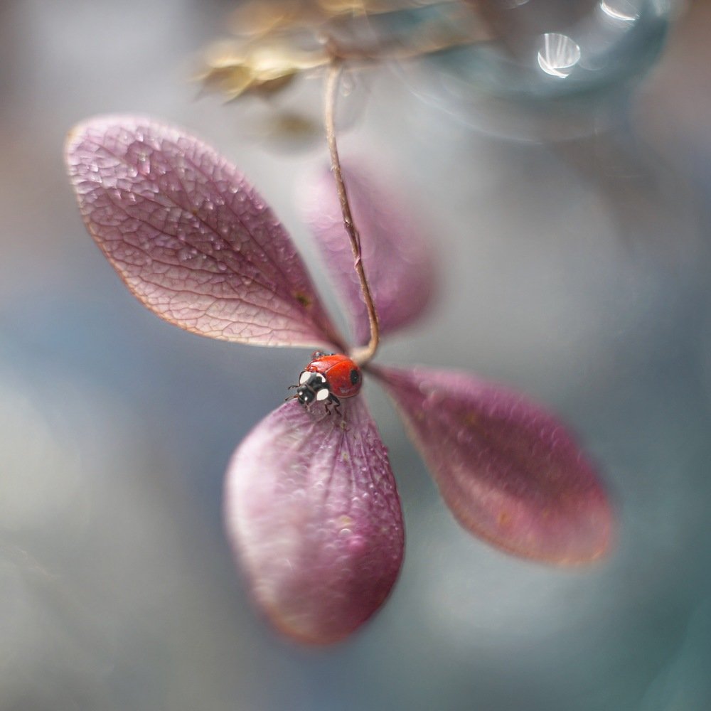 Photograph by Ольга Старикова