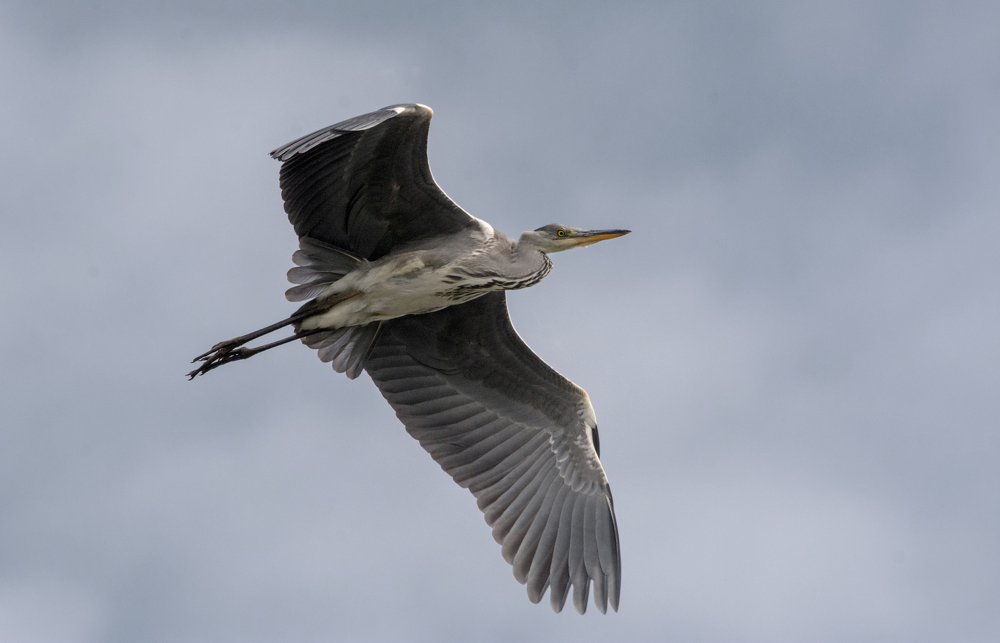 Фотография автора Татьяна Ливеровская
