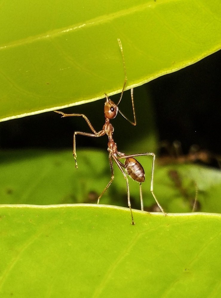 Photograph by Sudha Surendran