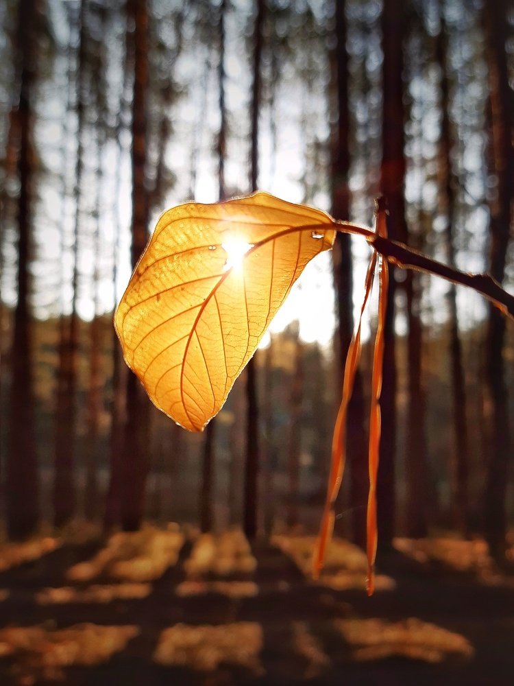 Листок и солнце