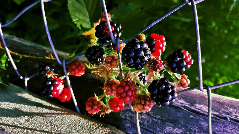 Photograph by Mirela Velicu