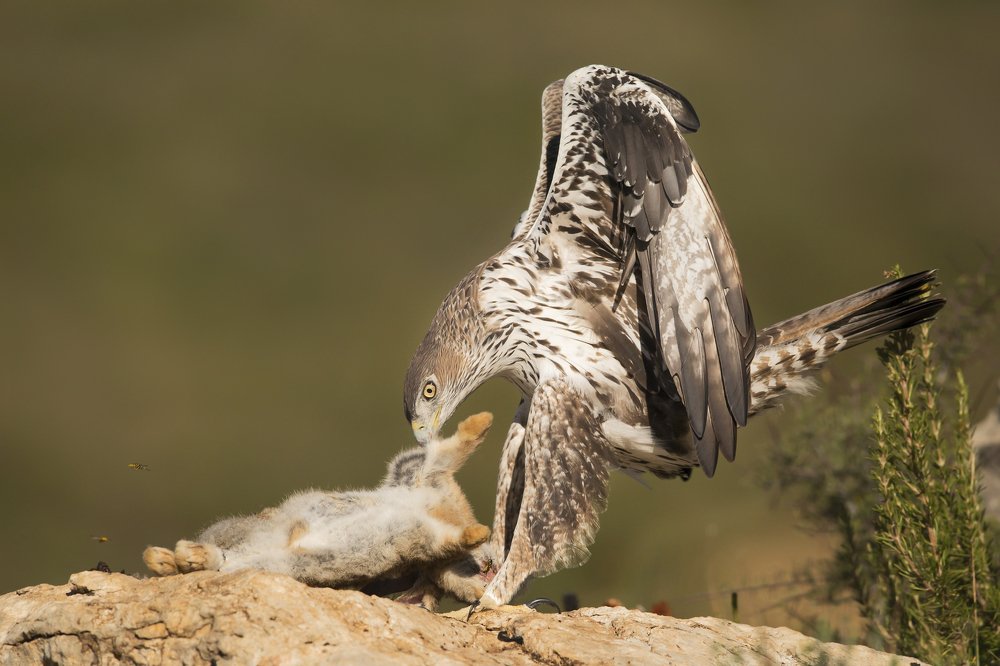 The Bonelli’S power