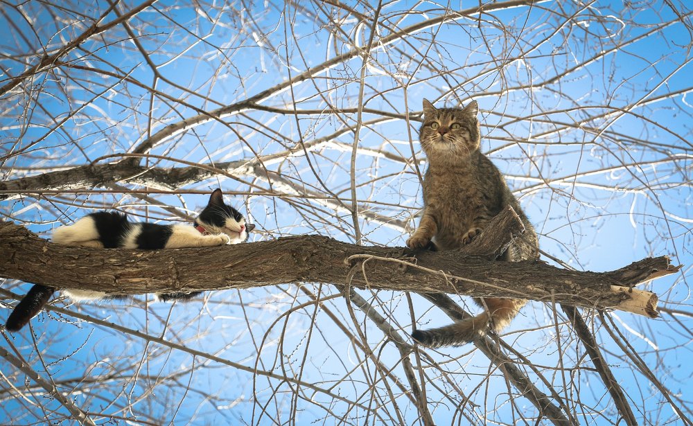 Грачи прилетели в Байконур