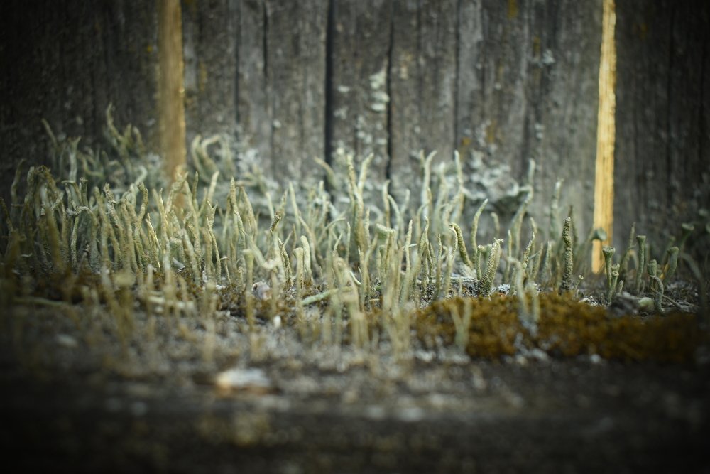 Photograph by Владимир Сивицкий