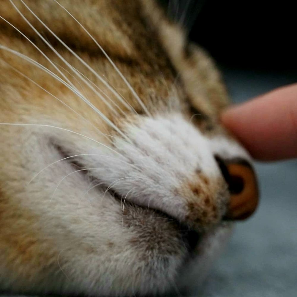 Photograph by ADRIANA DE CARVALHO