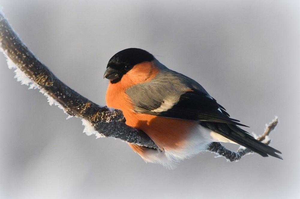 Морозостойкий снегирь..